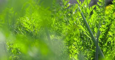 grüne Karotten beim Anbau auf dem Feld foto