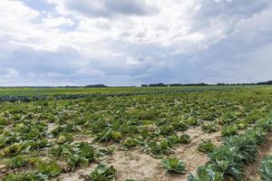 landwirtschaftliches Feld, in dem Kohl in Kohl angebaut wird foto