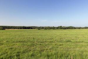 Feld mit Gras zum Ernten von Futter für Kühe foto