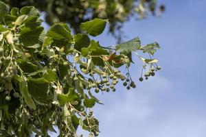 Hohe Linde im Sommer foto