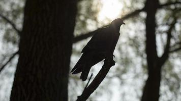 Taube auf Ast. Silhouette des Vogels auf dem Baum. Vogel im Park. foto