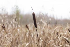 Schilf im Sumpf. Pflanzen im Herbst. foto