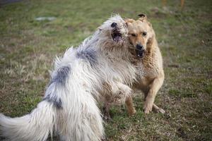 Hunde spielen. Haustiere auf der Straße. große Hunde kämpfen. gehende Haustiere im Sommer. foto