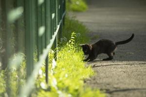 Kätzchen spielt im Sommer draußen. Obdachloses schwarzes Kätzchen. kleines Tier. foto