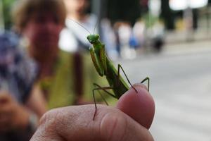 die grüne Gottesanbeterin sitzt auf dem Arm foto