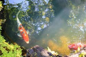 Bunte ausgefallene Karpfen Koi-Fische im Gartenteich foto