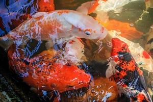 ausgefallene Karpfen-Koi-Fische im Teich foto