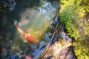 Bunte ausgefallene Karpfen Koi-Fische im Gartenteich foto