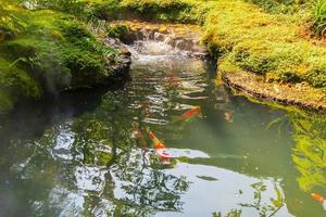 Bunte ausgefallene Karpfen Koi-Fische im Gartenteich foto