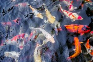 schöne koi-fische im teich foto