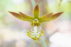 wilde Orchideenblüte aus nächster Nähe foto