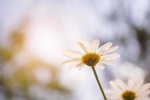 Schönes weißes Kamillen-Gänseblümchen-Blumenfeld auf der grünen Wiese foto