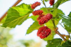 frische rote Maulbeerfrüchte auf Ast foto