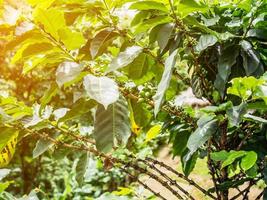 frische kaffeebohnen im kaffeepflanzenbaum foto