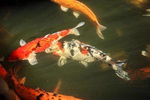 ausgefallene Karpfen-Koi-Fische im Teich foto