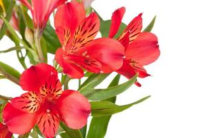 Blumenstrauß aus mehreren roten Alstroemeria foto