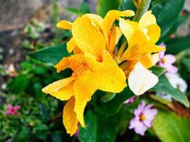 gelbe lilienblume unter regen in der stadt dinan foto