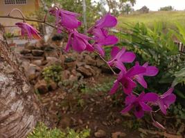 lila orchideenblume, die auf baumstamm wächst foto