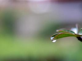 Wasser tropft von den Blättern foto