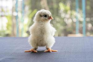 Weißes Baby-Australorp-Küken steht auf weißem Tuch, bedeckt den Tisch mit Bokeh und verwischt den Garten auf einem Feld im Freien foto