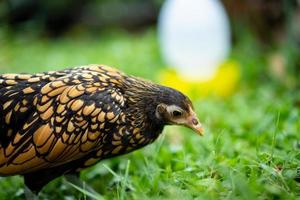 nahaufnahme sebright chick braune farbe im grünen garten verwischen hintergrund.. foto