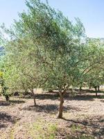 grüner olivenbaum im garten in sizilien foto