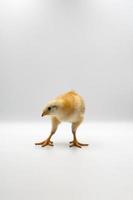 Das isolierte kleine Rhode Island Red Baby Chicken Team steht in einer Reihe auf einem weißen, klaren Hintergrund im Studiolicht. foto