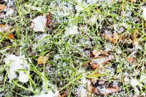 grünes Gras auf der Wiese unter dem ersten Schnee foto