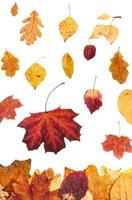 Viele Herbstblätter fallen auf Laubstreu foto