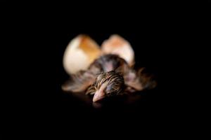 Die 1. Minute des schwarzbraunen Kükens schlüpft aus dem Ei auf schwarzem Hintergrund. foto