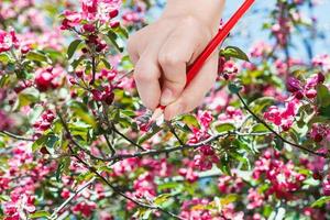Bleistift zeichnet im Frühjahr rote Blumen auf Apfelbaum foto