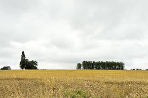 Blick auf die Plantage von reifem Weizen foto