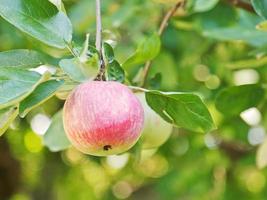 roter reifer Apfel auf grünem Zweig hautnah foto