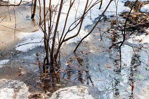 schmelzender Schnee im Wald foto