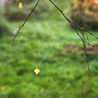 Herbstsonne beleuchtet Spinnennetz foto