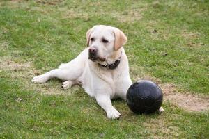 Hund Labrador mit schwarzem Ball foto