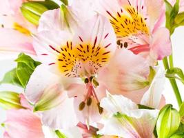 Rosa frische Alstroemeria-Blume foto