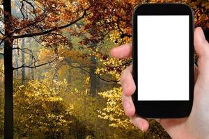 Smartphone und Wald von Herbstsonne beleuchtet foto