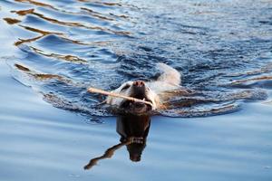 Schwimmender Labrador-Retriever-Hund foto