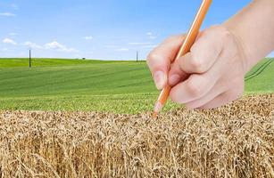 Bleistift zeichnet reifen Weizen im grünen Feld foto