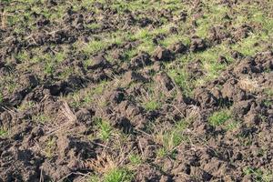 große Erdklumpen auf dem landwirtschaftlichen Feld. Hintergrund der groben Bodenbearbeitung. foto