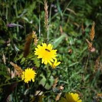 gelbe löwenzahnblume auf wiese in ploumanach foto