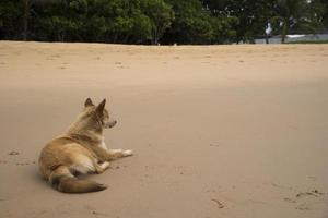 ein Hund, der am Strand sitzt foto