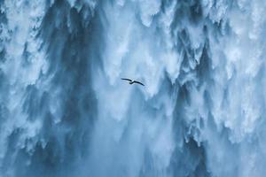 Möwenvogel fliegt in der Nähe des Skogafoss-Wasserfalls, der im Sommer in Island fließt