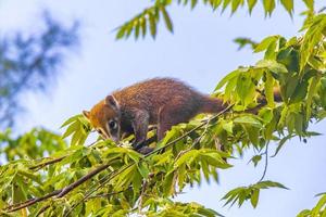 nasenbär klettern auf äste und suchen nach früchten tropischer dschungel mexiko. foto