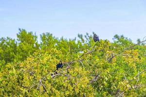 großschwänzige grackle-vögel, die auf tropischer baumkrone mexiko sitzen. foto