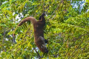 nasenbär klettern auf äste und suchen nach früchten tropischer dschungel mexiko. foto