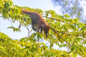 nasenbär klettern auf äste und suchen nach früchten tropischer dschungel mexiko. foto