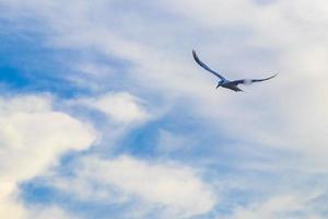 fliegender möwenvogel mit blauen himmelhintergrundwolken in mexiko. foto