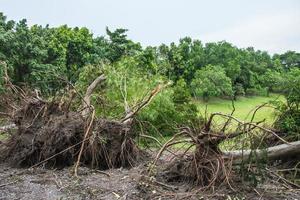 Der Baum wurde durch die Intensität des Sturms zerstört foto